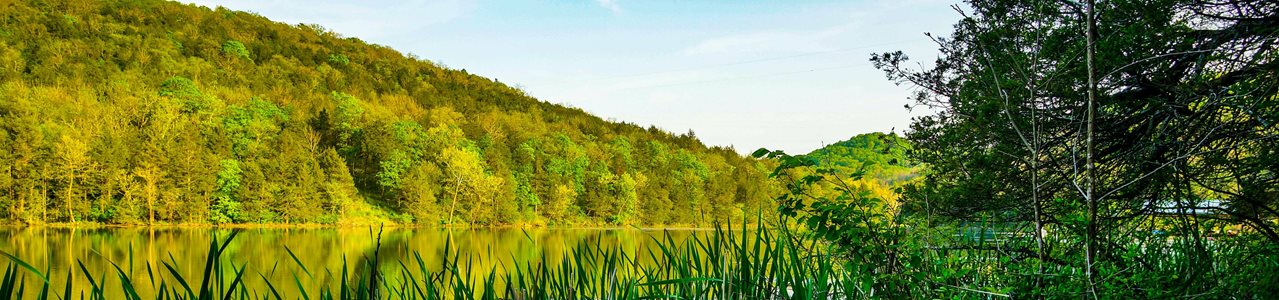A rivers runs in front of a lush and hilly forest.